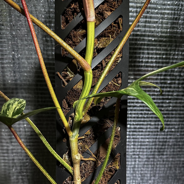 Propstick Sixty 600mm | Reusable Climbing Plant Support Pole