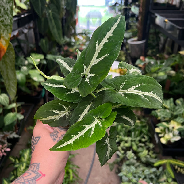 Syngonium Wendlandii | Green Velvet | Silver Vein