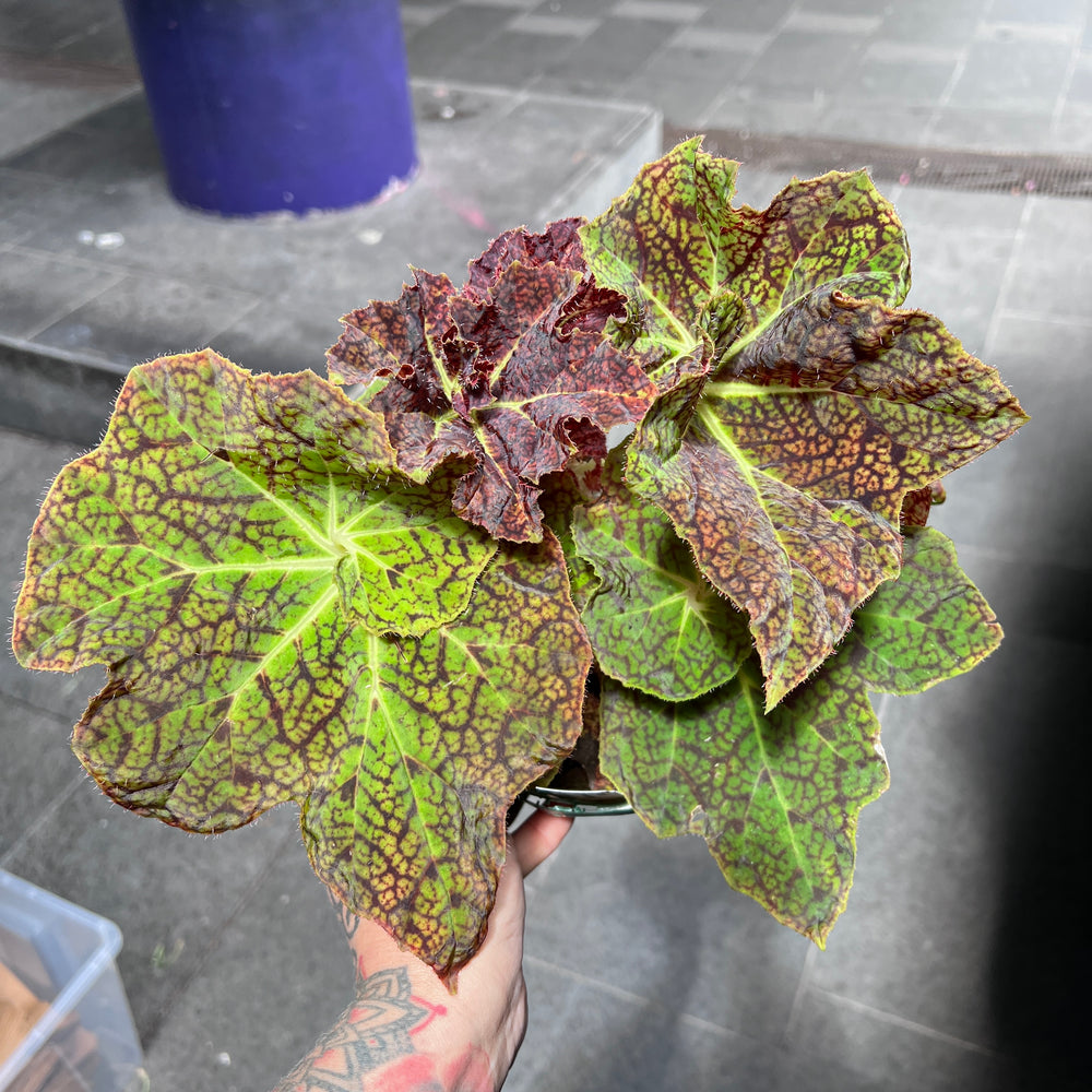 Begonia Fuscomaculata