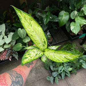 Dieffenbachia Starbright showing striking white and green variegated narrow leaves with constellation pattern