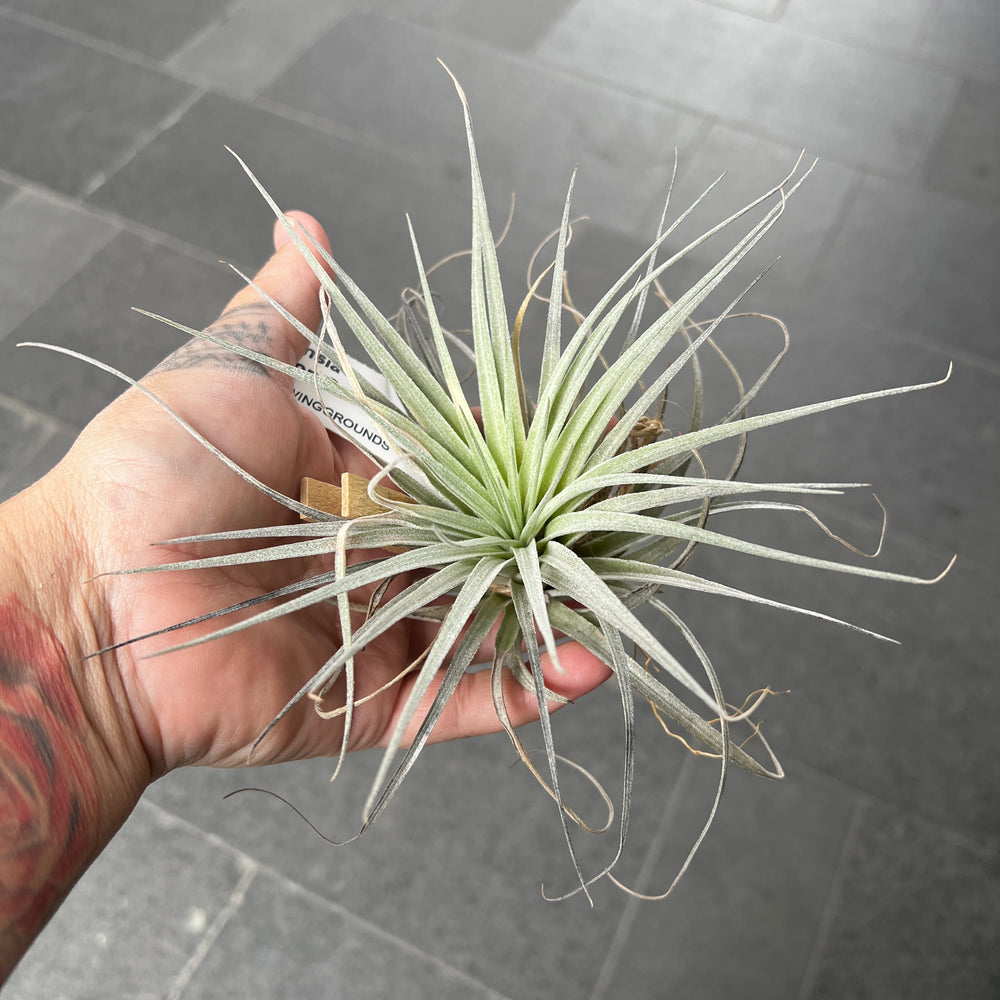 Tillandsia Cotton Candy | Silver Air Plant with Pink Blooms