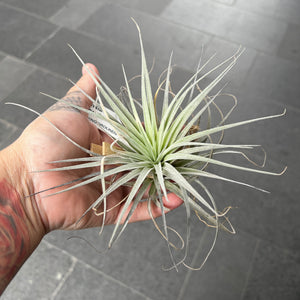 Tillandsia Cotton Candy | Silver Air Plant with Pink Blooms
