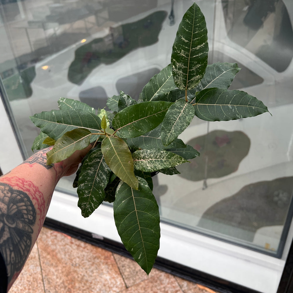 Ficus virens Snowstorm Spotted Fig with stunning speckled marbled variegated leaves Australia