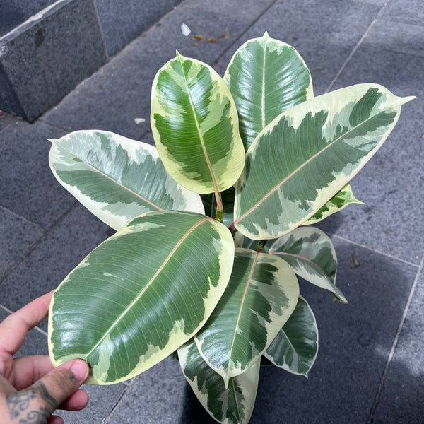 Ficus Elastica Tineke
