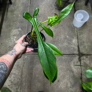 Philodendron Joepii | Rare Tri-Lobed Sculptural Climber