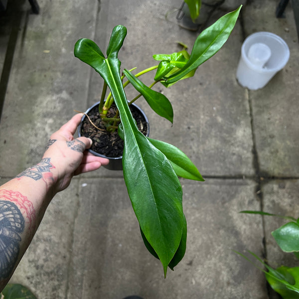 Philodendron Joepii | Rare Tri-Lobed Sculptural Climber