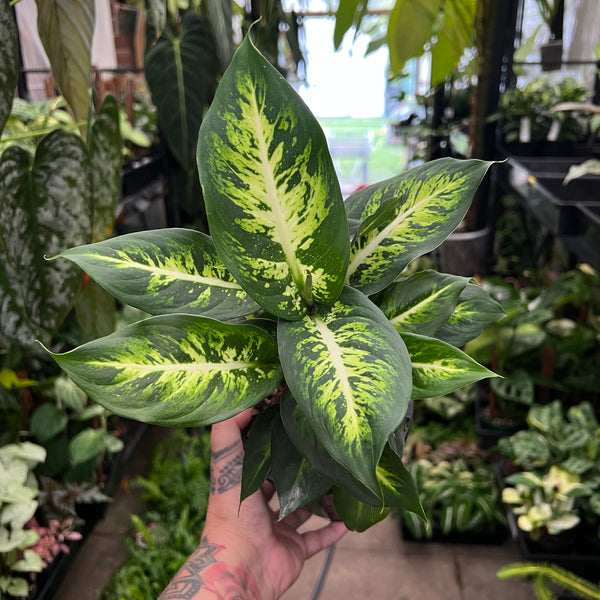 Dieffenbachia Sublime with stunning cream and green variegated leaves in decorative pot