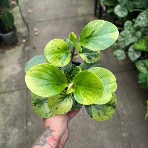 Peperomia Obtusifolia Variegata | Variegated Baby Rubber Plant