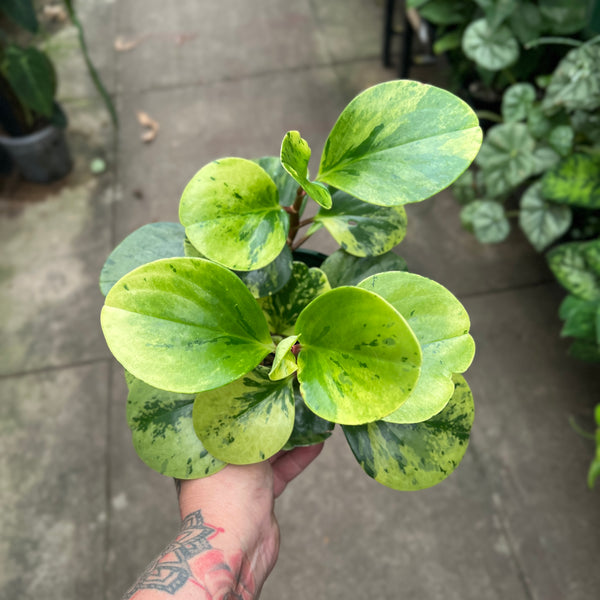 Peperomia Obtusifolia Variegata | Variegated Baby Rubber Plant