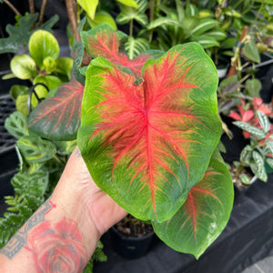 Caladium Red Bellied Tree Frog - Angel Wings | Indoor Plants