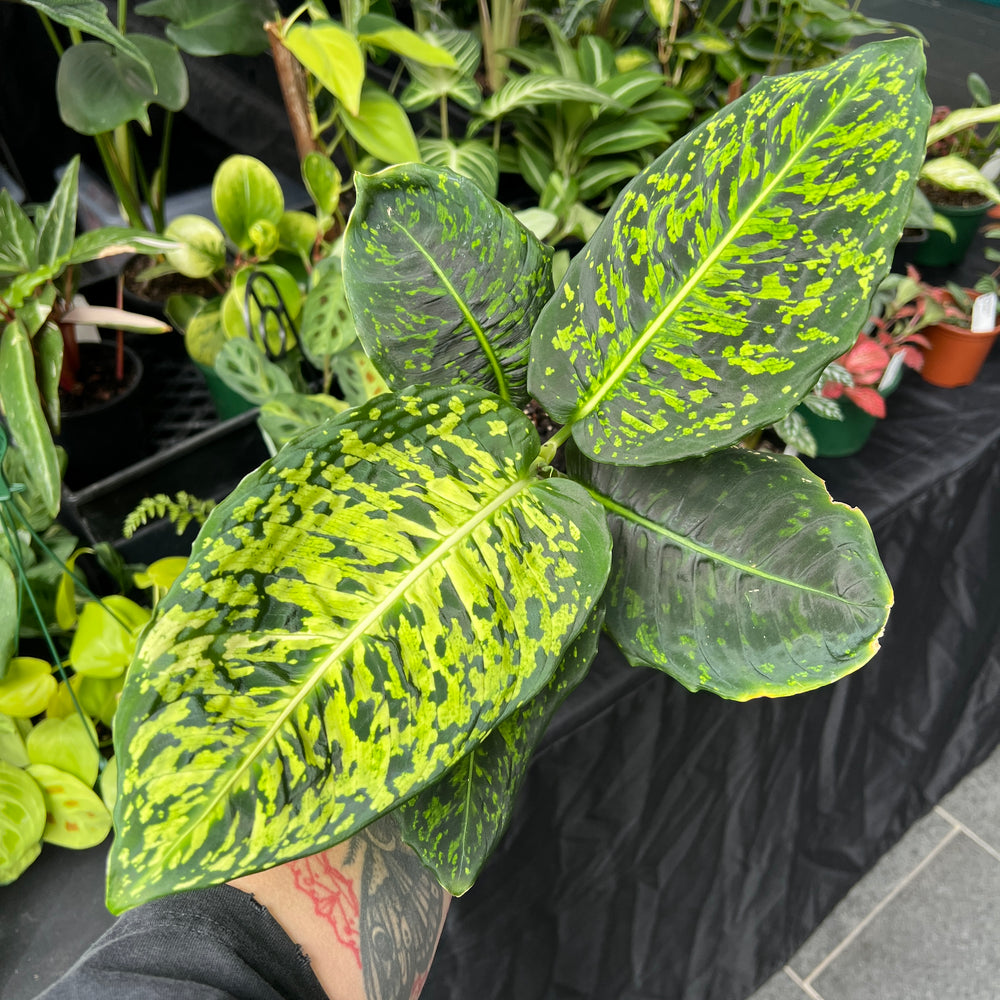 Dieffenbachia Reflector - Camouflage Pattern Dumb Cane | Houseplant