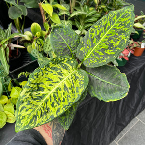 Dieffenbachia Reflector - Camouflage Pattern Dumb Cane | Houseplant