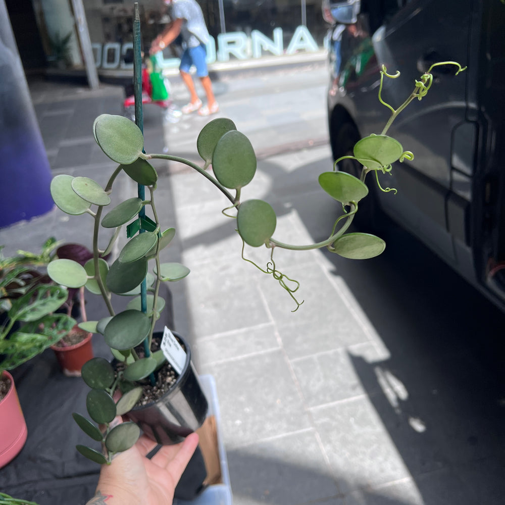 Silver Dollar Vine