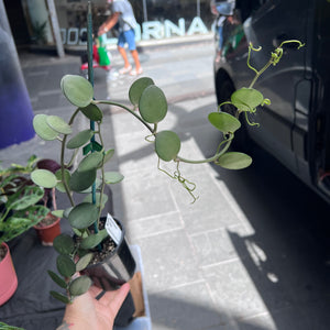 Silver Dollar Vine