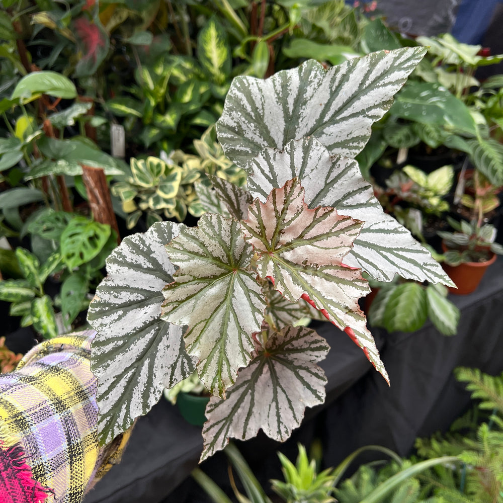Begonia Looking Glass silver metallic leaves with olive green veins and cranberry red undersides growing in pot