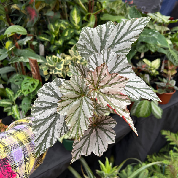 Begonia Looking Glass silver metallic leaves with olive green veins and cranberry red undersides growing in pot