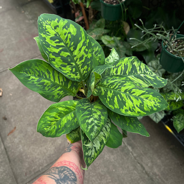 Homalomena Camouflage | Striking Mottled Foliage Indoor Plant