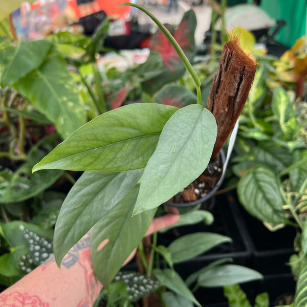 Epipremnum Cebu Blue showing stunning silvery-blue shimmering leaves with metallic iridescent sheen
