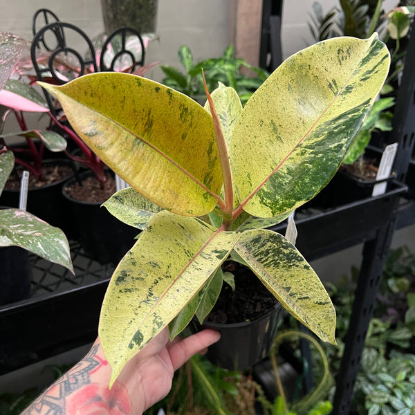 Ficus elastica Shivereana Moonshine with spectacular lime green cream and pink variegated leaves