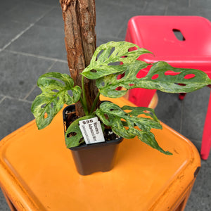 Monstera Adansonii Mint | Rare Variegated Swiss Cheese Vine