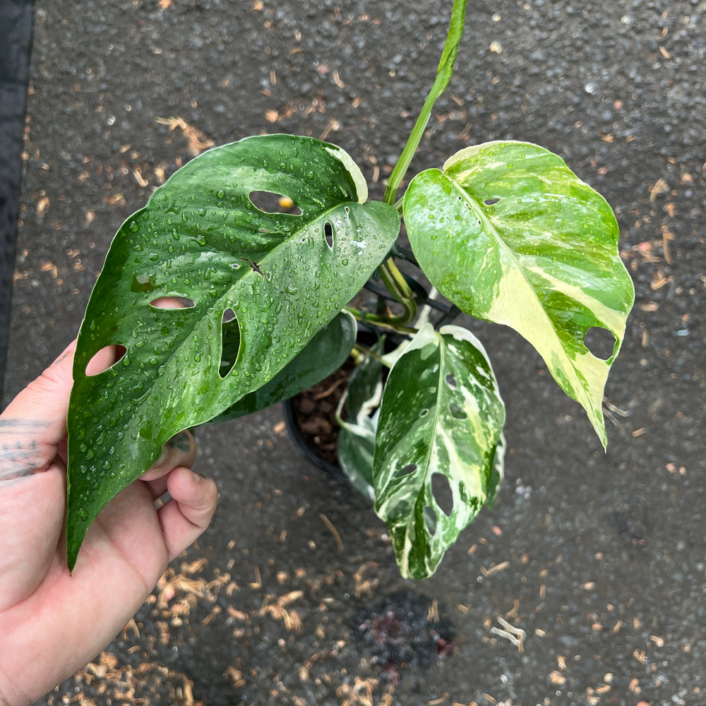 Epipremnum Pinnatum Variegata showing stunning white and green marbled variegation on elongated leaves
