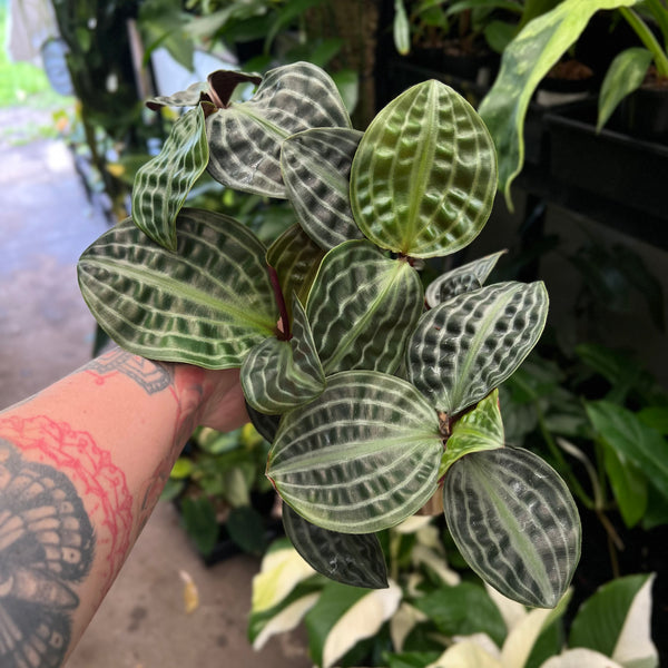 Geogenanthus Poeppigii Seersucker Plant with stunning puckered quilted dark green leaves purple undersides