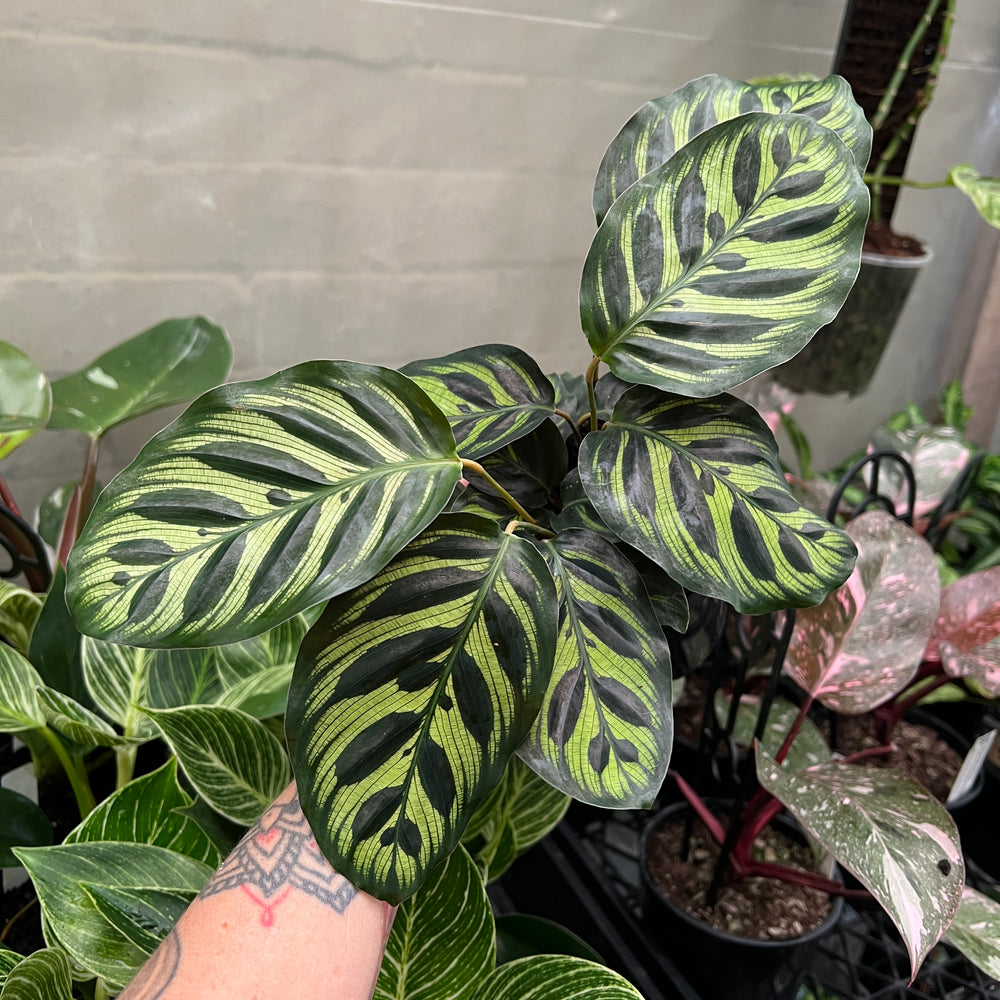 Calathea Makoyana Peacock Plant showing intricate feather-like patterns on light and dark green leaves