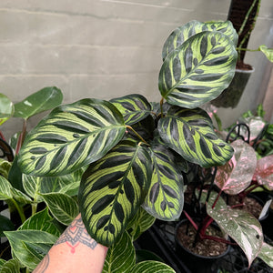 Calathea Makoyana Peacock Plant showing intricate feather-like patterns on light and dark green leaves