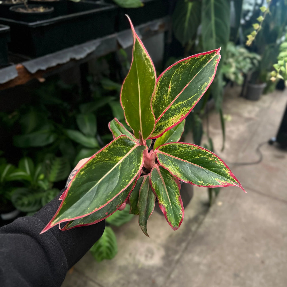 Close-up of Aglaonema Red Edge leaf displaying beautiful red edging and deep green colouration