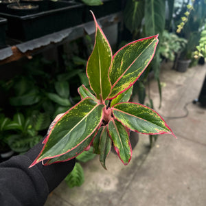 Close-up of Aglaonema Red Edge leaf displaying beautiful red edging and deep green colouration