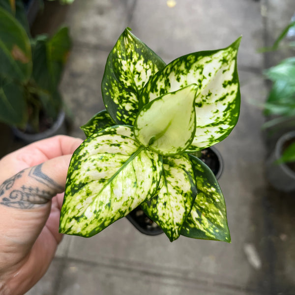 Snow White Chinese Evergreen adding luminous white colour to bright Australian living space