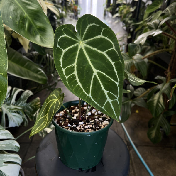 Thriving Anthurium growing in AJ's Ultimate Aroid Mix substrate