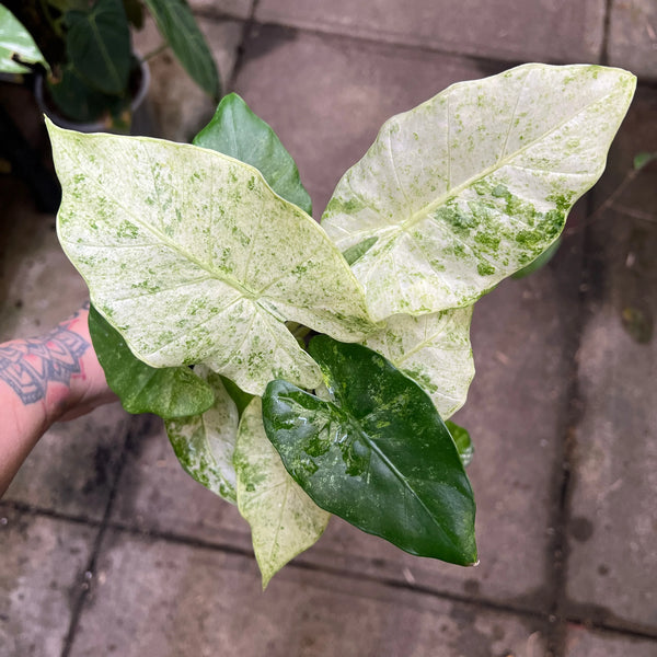 Close up of Alocasia Batik leaf showing intricate white and green variegated patterns