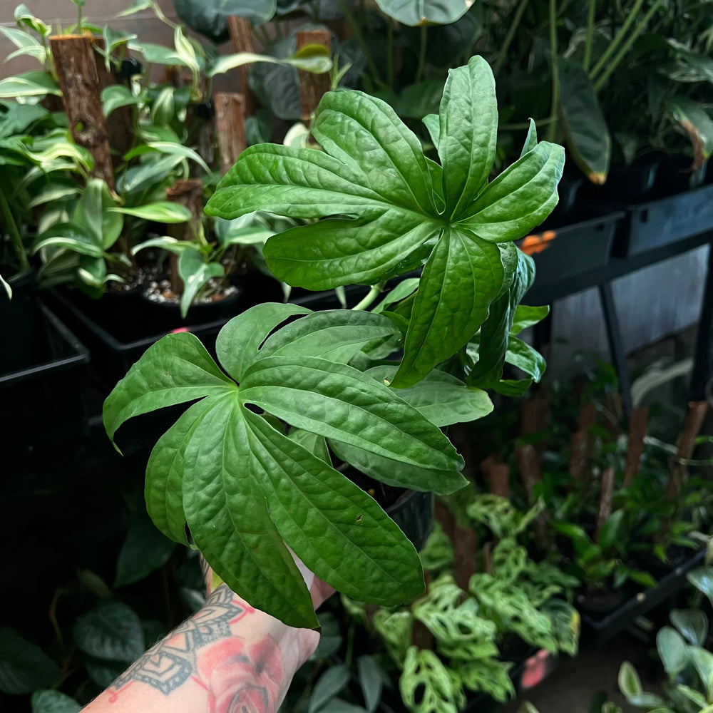 Amydrium Zippelianum displaying deeply lobed palm-like mature leaf
