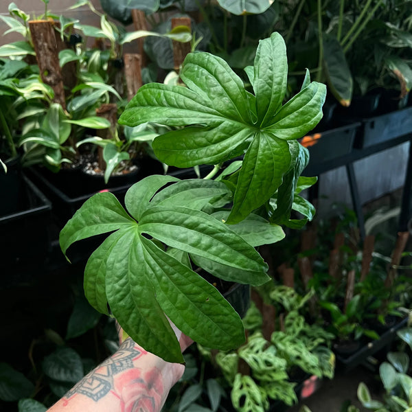 Amydrium Zippelianum displaying deeply lobed palm-like mature leaf
