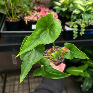 Anthurium Ferrierense Crisped rare hybrid with dramatic wavy rippled leaf margins sculptural foliage