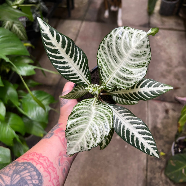 Close-up of Aphelandra leaf showing bold white veining pattern against deep green creating zebra-like striping