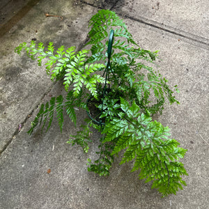 Close-up of Asplenium Bulbiferum feathery fronds showing baby chicken plantlets developing along mother fern
