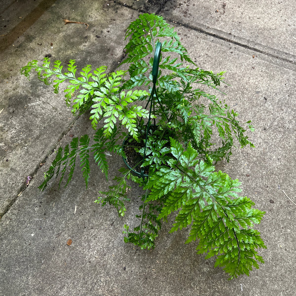 Close-up of Asplenium Bulbiferum feathery fronds showing baby chicken plantlets developing along mother fern