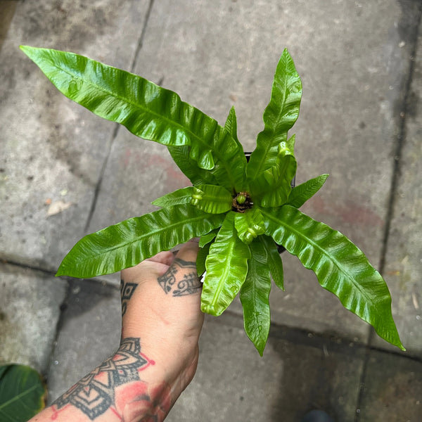 Cobra Fern Bird's Nest Fern with architectural form displayed in modern Australian living room as pet-safe statement plant
