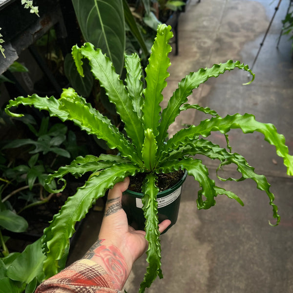 Asplenium Victoria Birds Nest Fern with glossy bright green arching fronds in central rosette formation in nursery pot