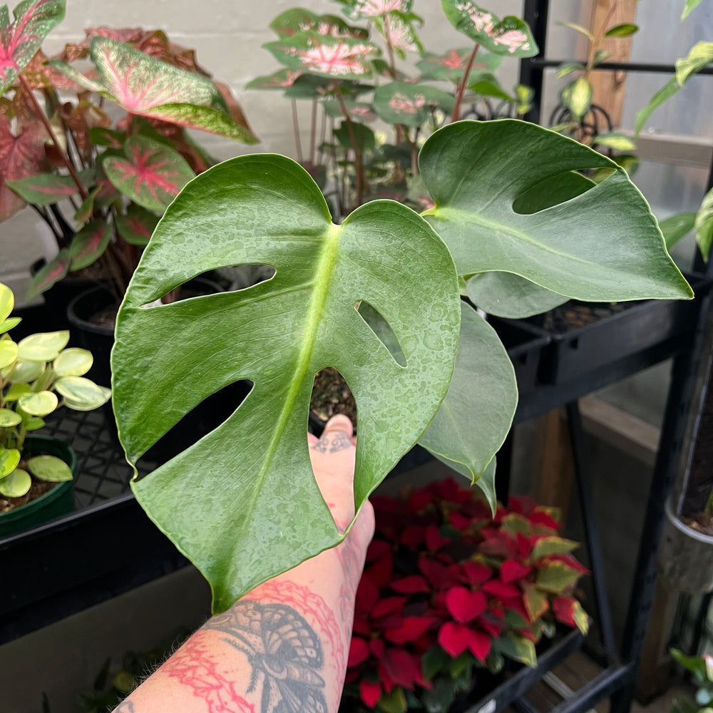 Monstera Deliciosa | Swiss Cheese Plant | Fruit Salad Plant