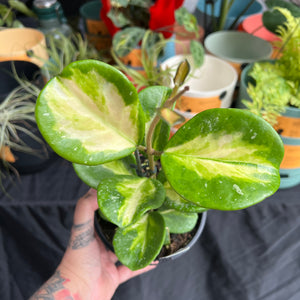 Hoya Obovata Variegata