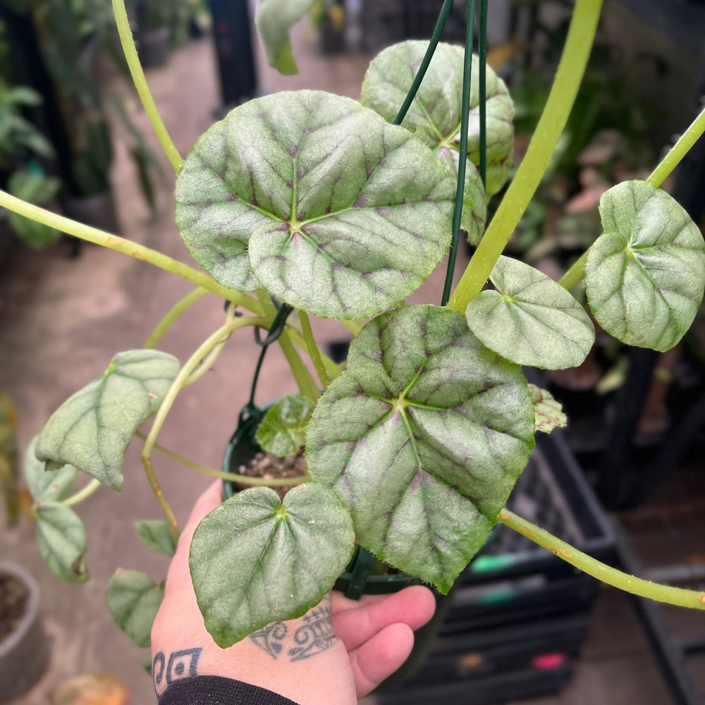 Begonia Page 13 rare collectors begonia with soft green foliage in pot