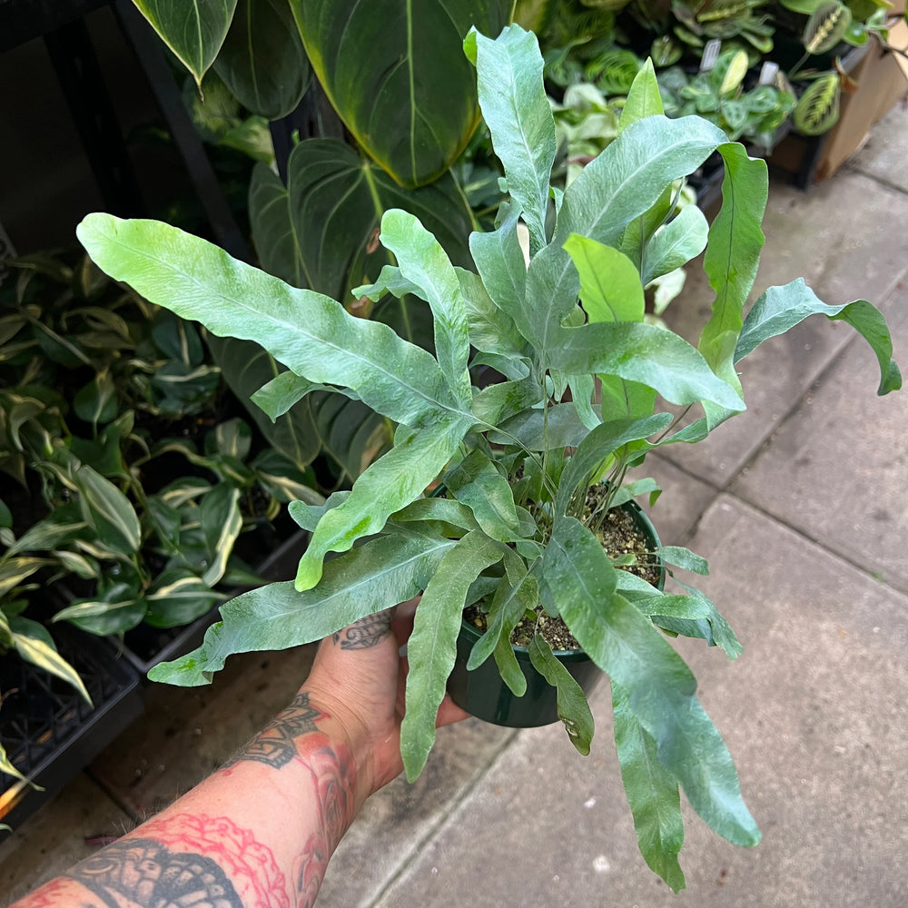 Blue Star Fern with silvery blue-green fronds and golden fuzzy rhizomes in nursery pot showing unique colouration