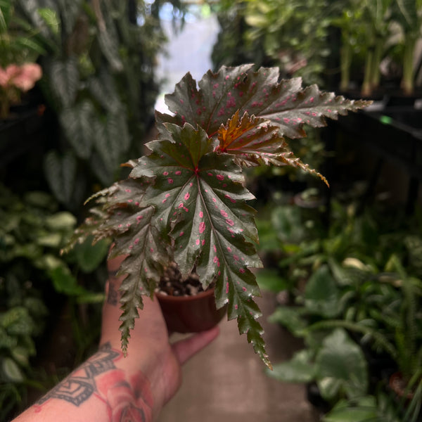 Begonia Serratipetala pink spot begonia with dark bronze leaves and pink spots