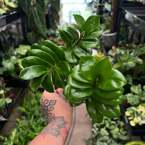Zamioculcas Zenzi | Dwarf ZZ Plant Compact Low Light