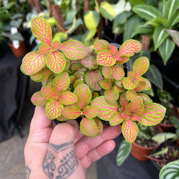 Fittonia Albivenis - Nerve Plant Collection | Houseplant'