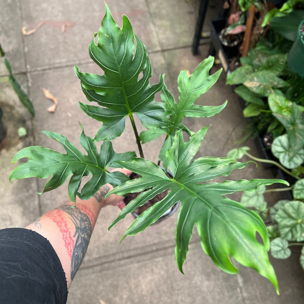Alocasia brancifolia - Split Leaf Alocasia | Rare Serrated Foliage