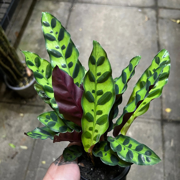 Calathea Rattlesnake with distinctive snake-pattern leaves and purple undersides in nursery pot showing prayer plant foliage